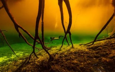 When Is the Best Time to Dive in Tulum?